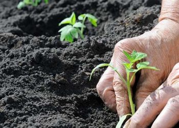 Cedae vai distribuir mais de 19 mil mudas no RJ em junho