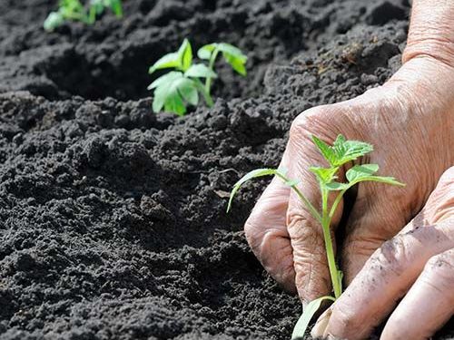 Cedae vai distribuir mais de 19 mil mudas no RJ em junho