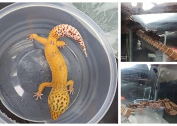 Polícia do RJ apreende cobras em cativeiro em Queimados, na Baixada Fluminense