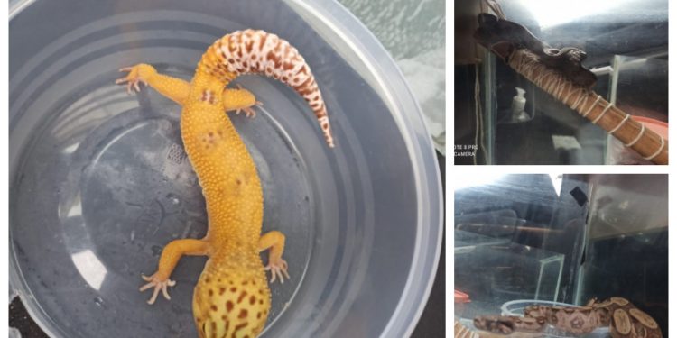 Polícia do RJ apreende cobras em cativeiro em Queimados, na Baixada Fluminense