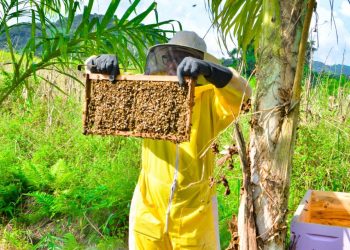 Disque-abelhas de Magé doa enxame para apicultora iniciante