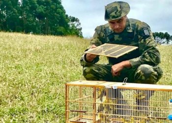 Policiais ambientais resgatam 18 pássaros em cativeiro em Nova Iguaçu