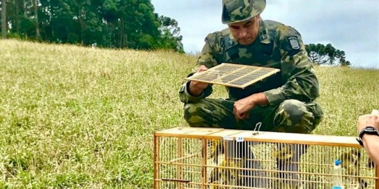 Policiais ambientais resgatam 18 pássaros em cativeiro em Nova Iguaçu