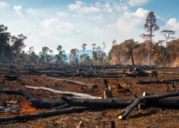 MPRJ obtém decisões impedindo desmatamento ilegal em loteamentos da zona Oeste