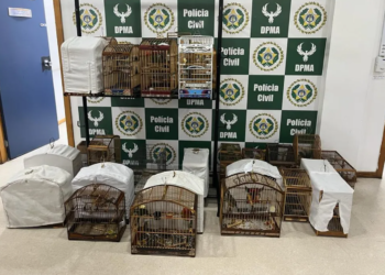 Polícia prende suspeitos de participar de torneio clandestino de canto de pássaros em Japeri