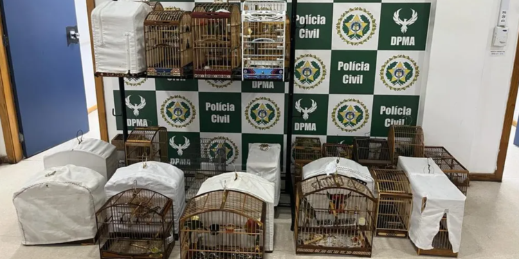Polícia prende suspeitos de participar de torneio clandestino de canto de pássaros em Japeri