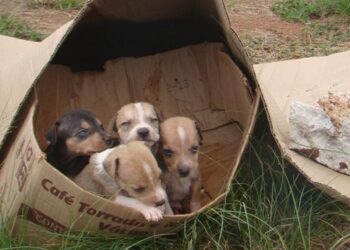 MPRJ recomenda que São Gonçalo adote medidas para aprimorar o controle de zoonoses e de animais abandonados