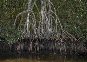 Projeto da Guardiões do Mar restaura 10 hectares de manguezais degradados da Baía de Guanabara