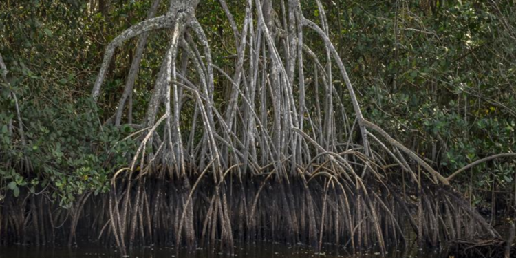 Projeto da Guardiões do Mar restaura 10 hectares de manguezais degradados da Baía de Guanabara