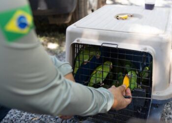 MPF fiscaliza criação de centro de triagem de animais silvestres na região do Araguaia