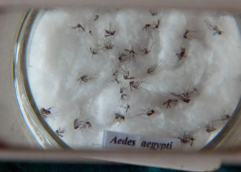 Rio alerta para a importância da prevenção à dengue no verão