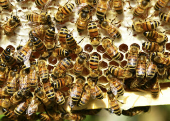 Cientistas brasileiros criam soro contra toxina de ‘abelhas assassinas’.
