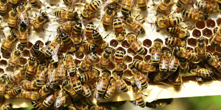 Cientistas brasileiros criam soro contra toxina de ‘abelhas assassinas’.