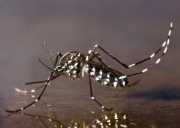 Duas mortes e 17,5mil casos de dengue no Rio de Janeiro só nas primeiras semanas de 2024.