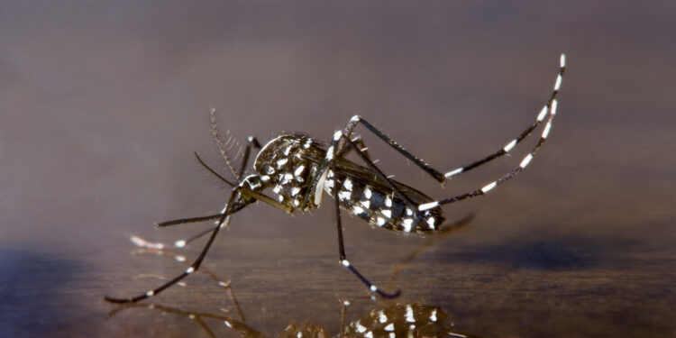 Duas mortes e 17,5mil casos de dengue no Rio de Janeiro só nas primeiras semanas de 2024.