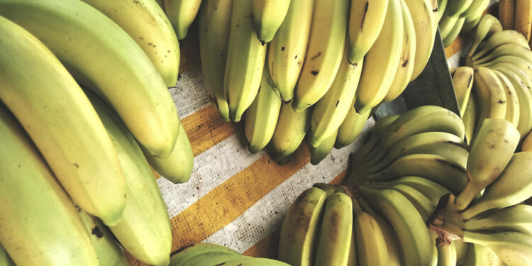 Preço da banana sobe devido à escassez de oferta.