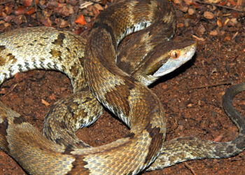 Uma criança foi picada por uma cobra venenosa no pátio de uma creche em Volta Redonda