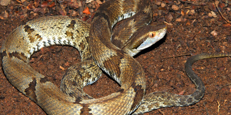 Uma criança foi picada por uma cobra venenosa no pátio de uma creche em Volta Redonda