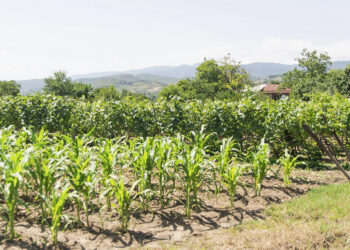PIB do setor agropecuário cresceu 15,1%, aumentando sua importância na economia.