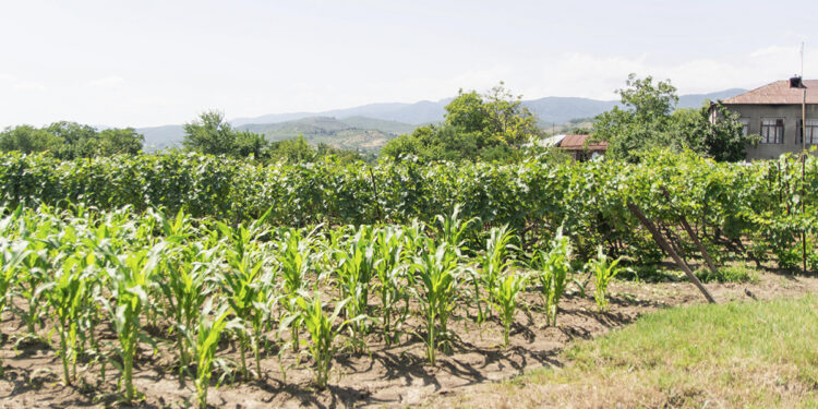 PIB do setor agropecuário cresceu 15,1%, aumentando sua importância na economia.