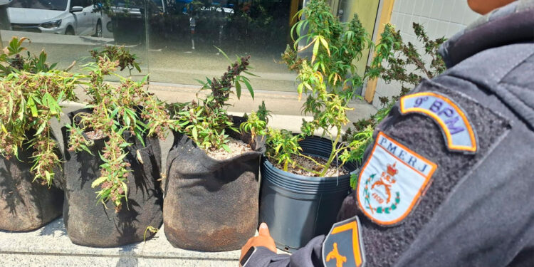 Uma plantação de maconha foi encontrada em uma residência na Zona Norte do Rio.