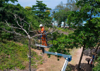 Parques Cariocas: Prefeitura do Rio abre edital para consulta pública.