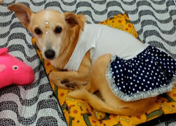 ONG Bichinho Feliz promove evento de adoção de animais neste sábado.