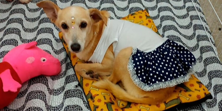 ONG Bichinho Feliz promove evento de adoção de animais neste sábado.
