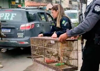 Operação policial combate tráfico de animais silvestres na Baixada Fluminense.