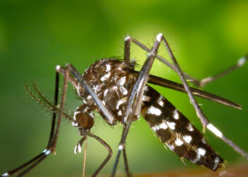 Queda nos casos de dengue no Rio não diminui atenção à doença.