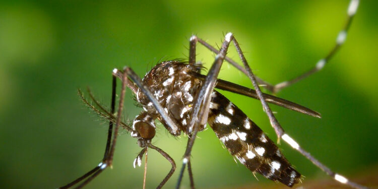 Queda nos casos de dengue no Rio não diminui atenção à doença.