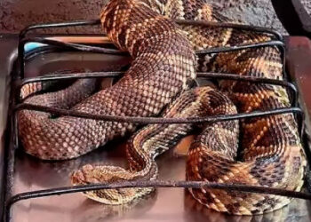 Morador encontra cobra cascavel no fogão de casa em Goianópolis.