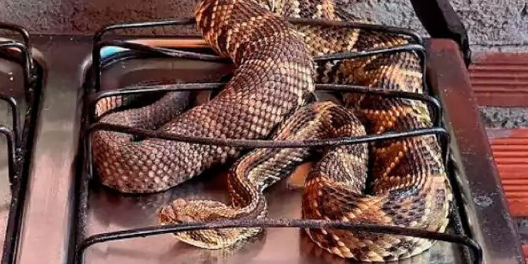 Morador encontra cobra cascavel no fogão de casa em Goianópolis.