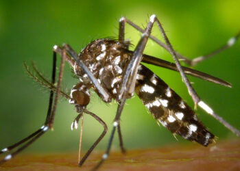 Brasil se aproxima de 6 milhões de casos e 4 mil mortes por dengue.