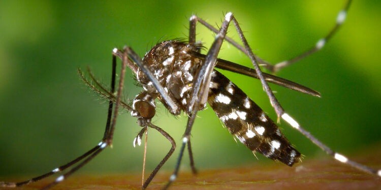 Brasil se aproxima de 6 milhões de casos e 4 mil mortes por dengue.