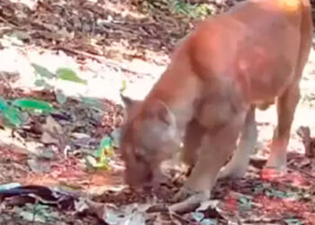Avistamento de Puma no Rio de Janeiro é captado por câmeras.