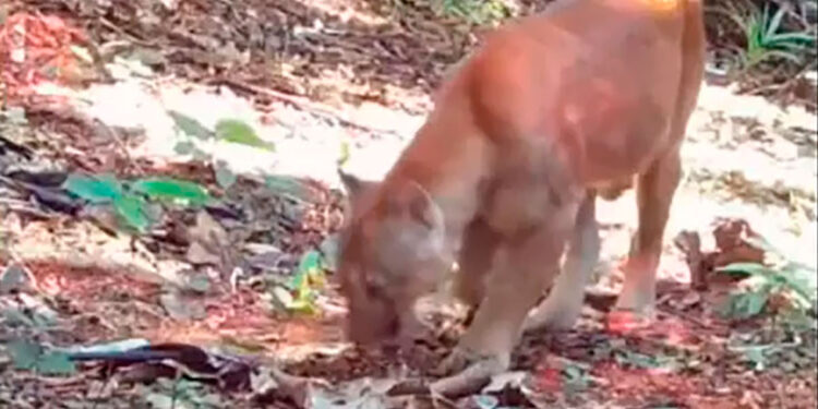 Avistamento de Puma no Rio de Janeiro é captado por câmeras.