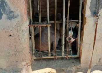 Homem é preso em Queimados por se passar por veterinário e realizar cirurgias ilegais