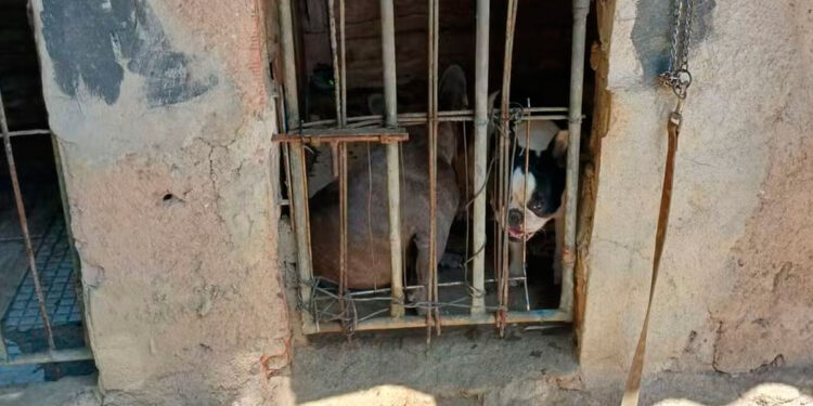 Homem é preso em Queimados por se passar por veterinário e realizar cirurgias ilegais